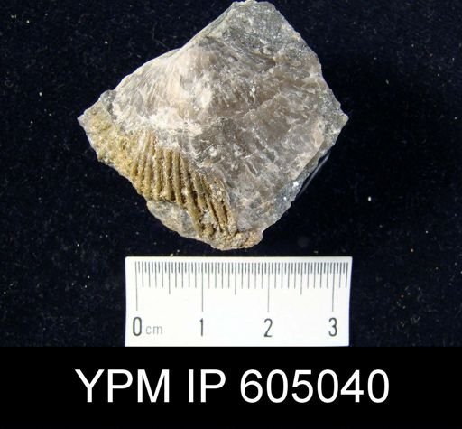 undet. Orthida