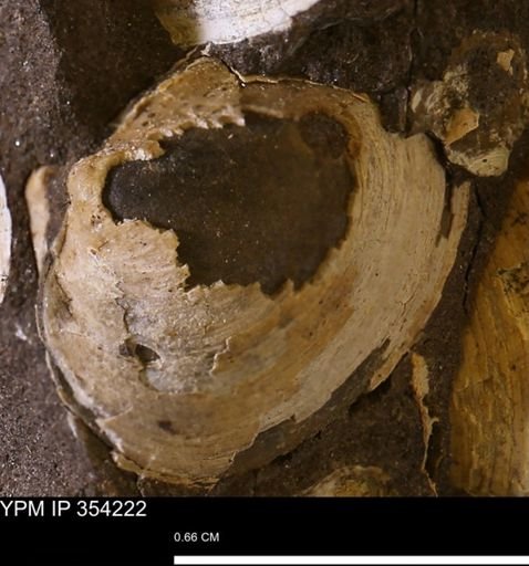 undet. Bivalvia