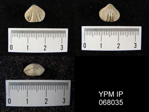 Camarotoechia whitei