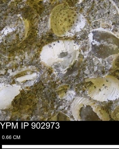 undet. Bivalvia