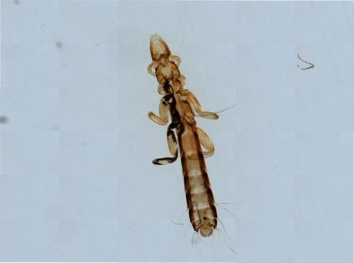 Columbicola columbae