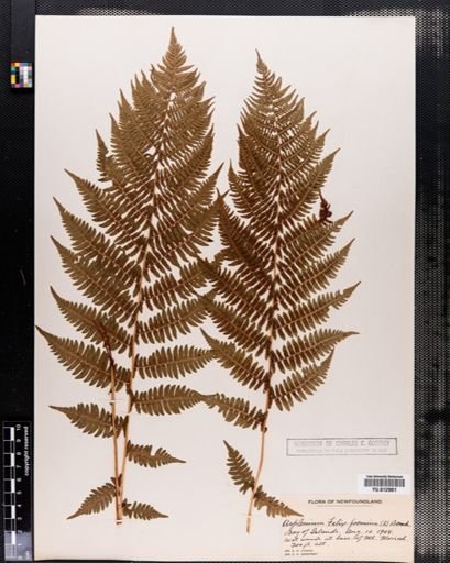 Plantae