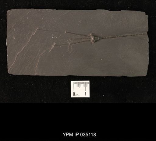 Calycanthocrinus decadactylus