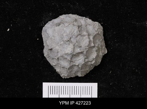 Pleurodictyum sp.