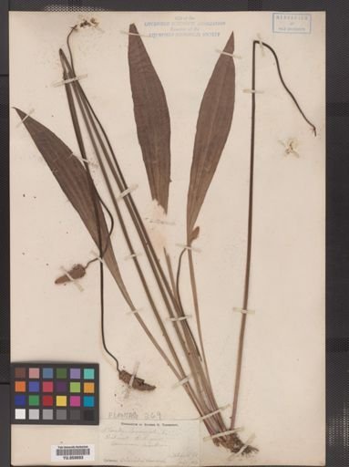 Plantago lanceolata