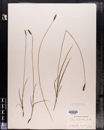 Carex scirpoidea