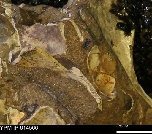 undet. Bivalvia