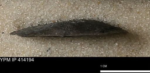 Devonochonetes mucronatus?