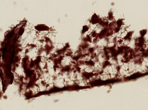 Haliclona sp.