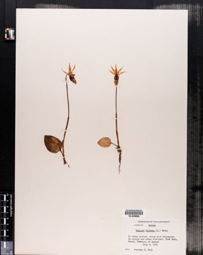 Calypso bulbosa