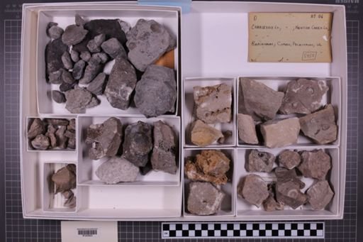 mixed taxa, stratigraphic collection