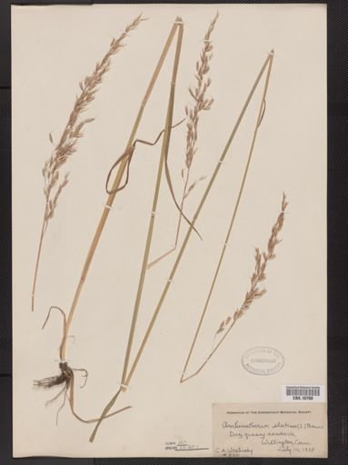 Arrhenatherum elatius