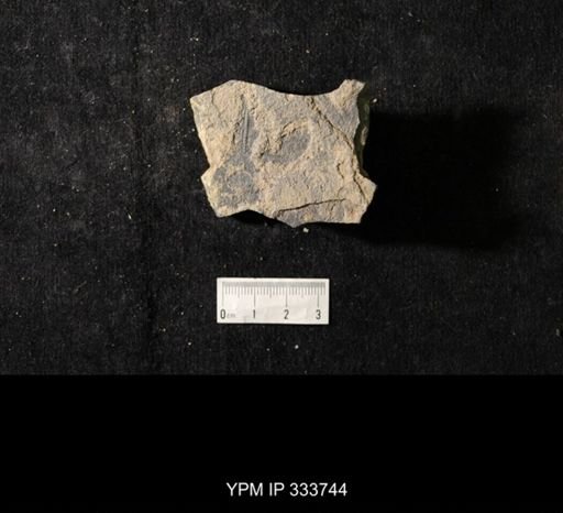 undet. Graptolithina