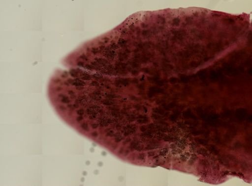 Stylochus oculiferus