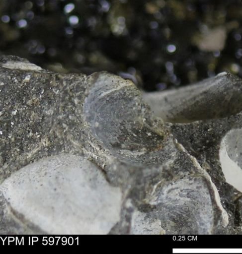 Limopsis striatopunctatus