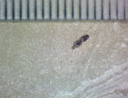 undet. Hexapoda