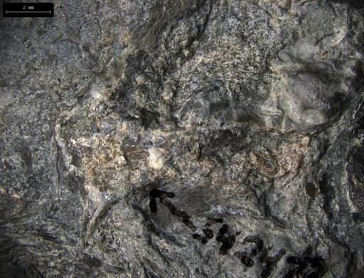 Aplocoma damesii