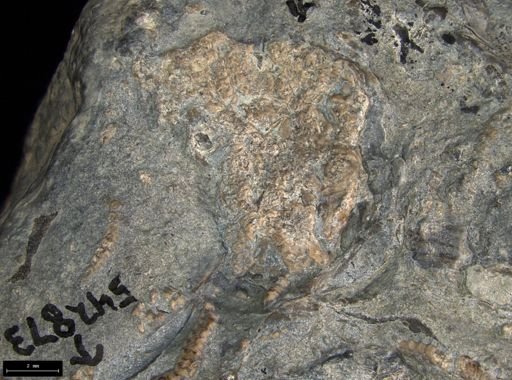 Aplocoma damesii