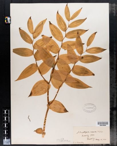 Streptopus roseus