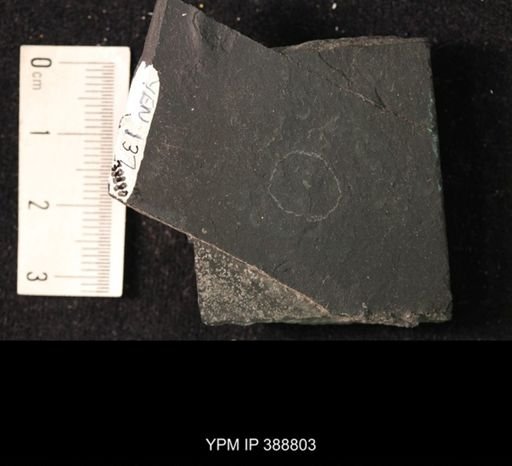 undet. Hexapoda