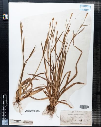 Carex laxiflora