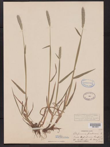 Alopecurus pratensis