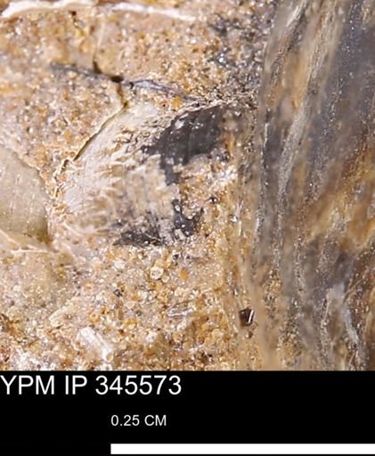 undet. Mollusca