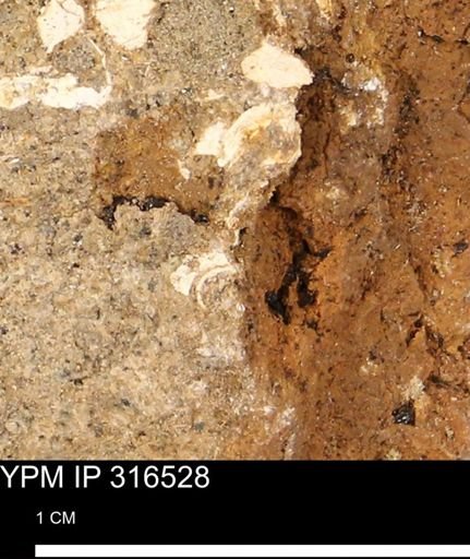 undet. Mollusca