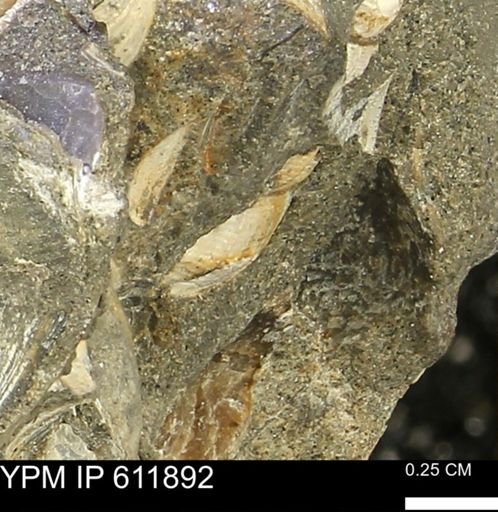 Protocardia sp.