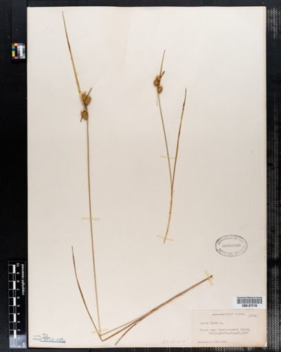 Carex flava