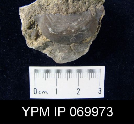 Leptaena rhomboidalis