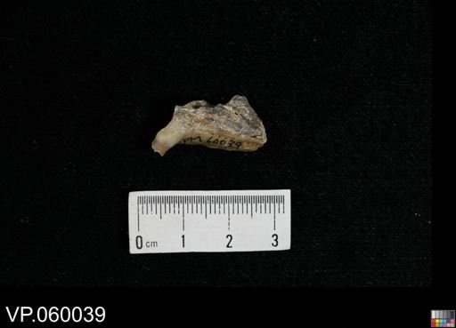 Enchodus sp.
