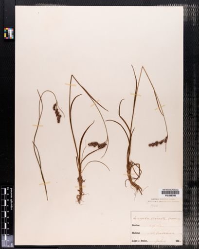 Luzula spicata
