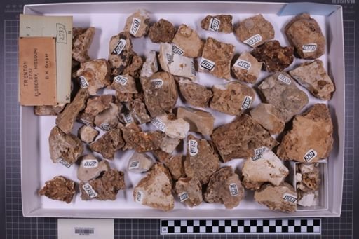mixed taxa, stratigraphic collection