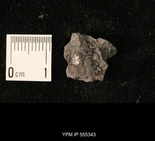 Ambocoelia planoconvexa