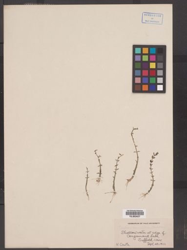 Elatine americana