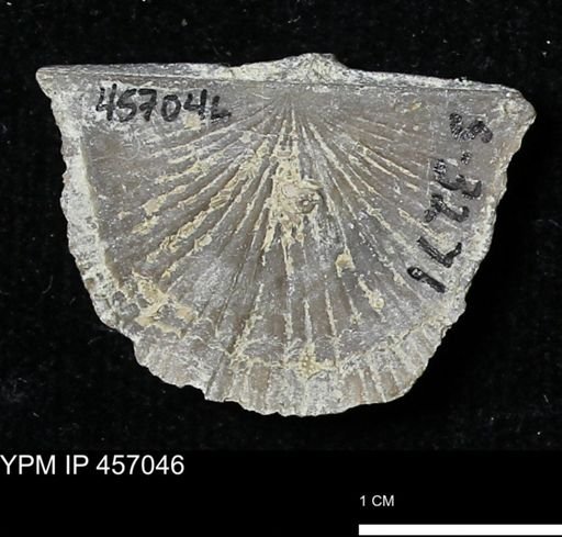 Stropheodonta sp.