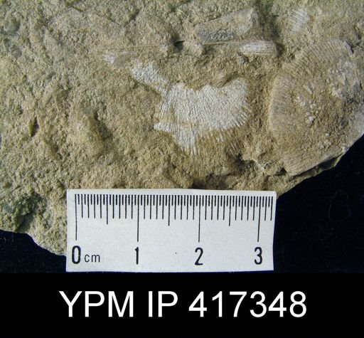 Schuchertella subplana