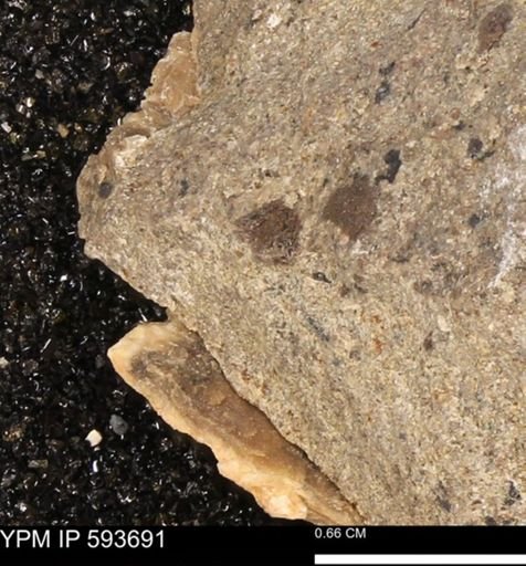 Baculites sp.