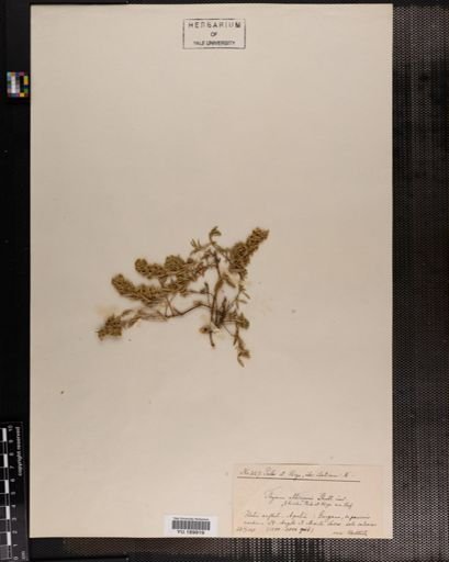 Plantae