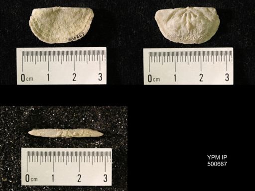 Chonetes granulifer meekanus