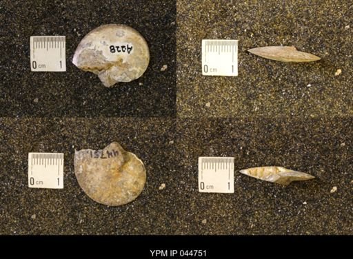 Sphenodiscus lenticularis