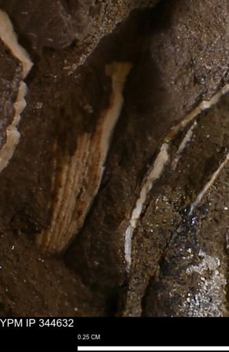 undet. Bivalvia