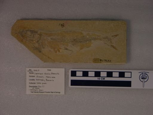 Leptolepis dubius