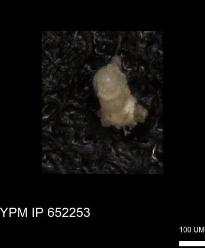 undet. Foraminiferida