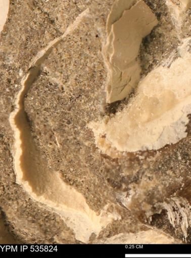 Limopsis striatopunctatus