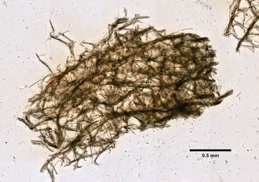 Axinella rosacea