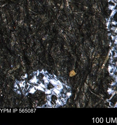 Ammobaculites?