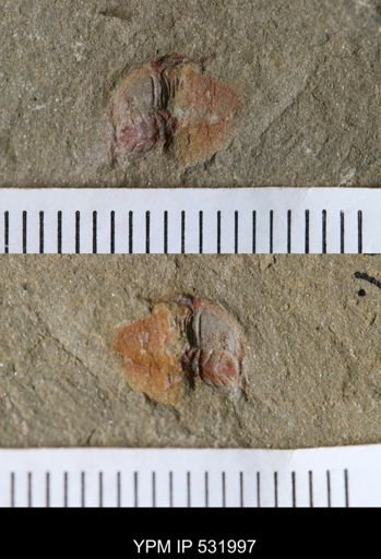 undet. Trilobita