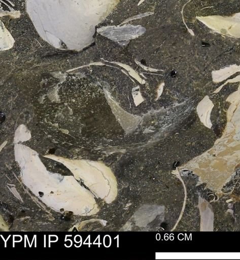 undet. Bivalvia